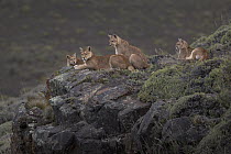 Mountain Lion (Puma concolor) mother and cubs, Torres del Paine National Park, Patagonia, Chile