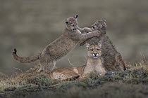 Mountain Lion (Puma concolor) mother and four month old cubs playing, Torres del Paine National Park, Patagonia, Chile. Siena International Photo Awards 2022 - Remarkable Artwork Award. Awarded in Ani...