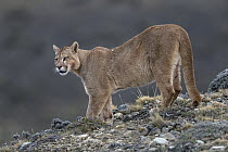 Mountain Lion (Puma concolor) male, Torres del Paine National Park, Patagonia, Chile