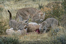Mountain Lion (Puma concolor) mother and four month old cubs feeding on Guanaco (Lama guanicoe) kill, Torres del Paine National Park, Patagonia, Chile