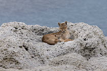 Mountain Lion (Puma concolor) mother and young cub sleeping, Torres del Paine National Park, Patagonia, Chile
