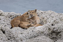 Mountain Lion (Puma concolor) mother and young cubs, Torres del Paine National Park, Patagonia, Chile. Siena International Photo Awards 2022 - Remarkable Artwork - Storyboard category - 'Wild Pumas of...