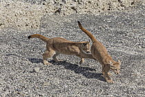 Mountain Lion (Puma concolor) young cubs playing, Torres del Paine National Park, Patagonia, Chile