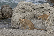Mountain Lion (Puma concolor) mother with young cubs playing, Torres del Paine National Park, Patagonia, Chile