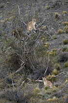 Mountain Lion (Puma concolor) young cubs with one in tree, Torres del Paine National Park, Patagonia, Chile