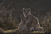Mountain Lion (Puma concolor) sub-adult sisters, Torres del Paine National Park, Patagonia, Chile