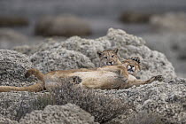Mountain Lion (Puma concolor) sub-adult sisters playing, Torres del Paine National Park, Patagonia, Chile