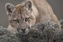 Mountain lion (Puma concolor),  head portrait, Torres del Paine National Park, Patagonia, Chile. Siena International Photo Awards 2022 - Remarkable Artwork - Storyboard category - 'Wild Pumas of Patag...
