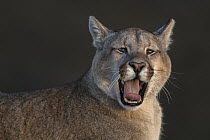 Mountain Lion (Puma concolor) yawning, Torres del Paine National Park, Patagonia, Chile