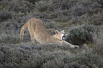 Mountain Lion (Puma concolor) yawning and stretching, Torres del Paine National Park, Patagonia, Chile