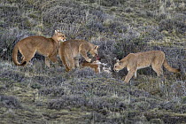 Mountain Lion (Puma concolor) mother with cubs feeding on juvenile Guanaco (Lama guanicoe) prey, Torres del Paine National Park, Patagonia, Chile