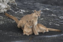 Mountain Lion (Puma concolor) mother and cub, Torres del Paine National Park, Patagonia, Chile