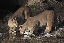 Mountain Lion (Puma concolor) sub-adult sisters drinking, Torres del Paine National Park, Patagonia, Chile