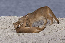 Mountain Lion (Puma concolor) mother greeting cub, Torres del Paine National Park, Patagonia, Chile