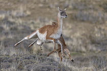 Mountain Lion (Puma concolor) hunting Guanaco (Lama guanicoe) male, Torres del Paine National Park, Patagonia, Chile, sequence 1 of 12