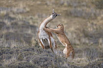 Mountain Lion (Puma concolor) hunting Guanaco (Lama guanicoe) male, Torres del Paine National Park, Patagonia, Chile, sequence 3 of 12. Joint winner of the Mammal Behaviour Category of the Wildlife Ph...