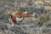 Mountain Lion (Puma concolor) hunting Guanaco (Lama guanicoe) male, Torres del Paine National Park, Patagonia, Chile, sequence 10 of 12