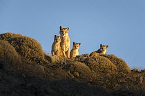 Mountain Lion (Puma concolor) mother and young cubs, Torres del Paine National Park, Patagonia, Chile
