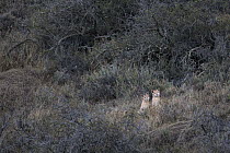 Mountain Lion (Puma concolor) young cubs in shrubland, Torres del Paine National Park, Patagonia, Chile