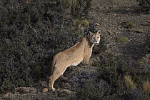 Mountain Lion (Puma concolor) female with abscess and broken tooth, Torres del Paine National Park, Patagonia, Chile