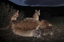 Mountain Lion (Puma concolor) sub-adults feeding on Guanaco (Lama guanicoe) prey, Torres del Paine National Park, Patagonia, Chile. Siena International Photo Awards 2022 - Remarkable Artwork - Storybo...