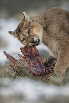 Mountain Lion (Puma concolor) male feeding on Guanaco (Lama guanicoe) kill, Torres del Paine National Park, Patagonia, Chile. Siena International Photo Awards 2022 - Remarkable Artwork - Storyboard ca...