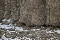 Mountain Lion (Puma concolor) in sheltered cave, Torres del Paine National Park, Patagonia, Chile