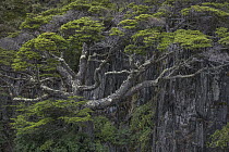 Lenga Beech (Nothofagus pumilio) tree, Torres del Paine National Park, Patagonia, Chile