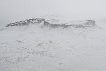 Shrubland in snowstorm, Torres del Paine National Park, Patagonia, Chile