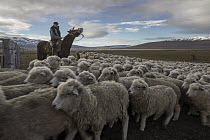 Domestic Sheep (Ovis aries) flock being rounded up by cowboy, Patagonia, Chile