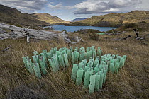 Native trees in protective plastic shields for reforestation of native forest after forest fire, Torres del Paine National Park, Patagonia, Chile