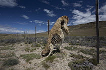 Guanaco (Lama guanicoe) dead after being caught in wire fence, Patagonia, Chile