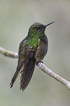 Buff-tailed Coronet (Boissonneaua flavescens) hummingbird, Andes, Ecuador