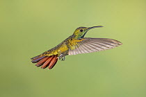 Green-breasted Mango (Anthracothorax prevostii) hummingbird male flying, Costa Rica