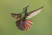 Green-breasted Mango (Anthracothorax prevostii) hummingbird male flying, Costa Rica