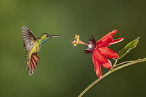 Green-breasted Mango (Anthracothorax prevostii) hummingbird male feeding on passion flower nectar, Costa Rica