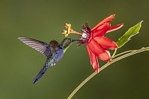 Violet-crowned Woodnymph (Thalurania colombica) hummingbird male feeding on passion flower nectar, Costa Rica