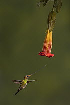 Red Floripontio (Brugmansia sanguinea) hummingbird male feeding on Red Floripontio (Brugmansia sanguinea) flower nectar, Andes eastern slope, Ecuador
