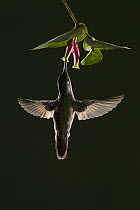 Fawn-breasted Brilliant (Heliodoxa rubinoides) hummingbird feeding on flower nectar, Andes, Ecuador
