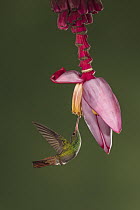 Rufous-tailed Hummingbird (Amazilia tzacatl) feeding on banana flower nectar, western slope Andes, Ecuador