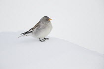 White-winged Snowfinch (Montifringilla nivalis) in winter, Valais, Switzerland