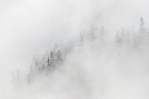 Mountain forest in clouds in winter, Valais, Switzerland