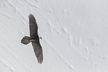 Bearded Vulture (Gypaetus barbatus) flying in winter, Valais, Switzerland