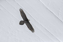 Bearded Vulture (Gypaetus barbatus) flying in winter, Valais, Switzerland