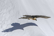 Bearded Vulture (Gypaetus barbatus) flying low over snow in winter, Valais, Switzerland