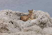 Mountain Lion (Puma concolor) mother and young cub, Torres del Paine National Park, Patagonia, Chile