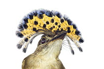 Royal Flycatcher (Onychorhynchus coronatus) in defensive posture, Santa Rosa National Park, Costa Rica