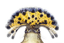 Royal Flycatcher (Onychorhynchus coronatus) in defensive posture, Santa Rosa National Park, Costa Rica
