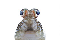 Mudskipper (Periophthalmus barbarus), native to Africa