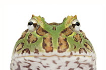 Pacific Horned Frog (Ceratophrys stolzmanni), native to Central America